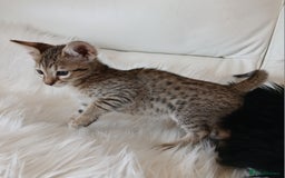 Savannah cats for sale: Stunning  Savannahs - Image 18