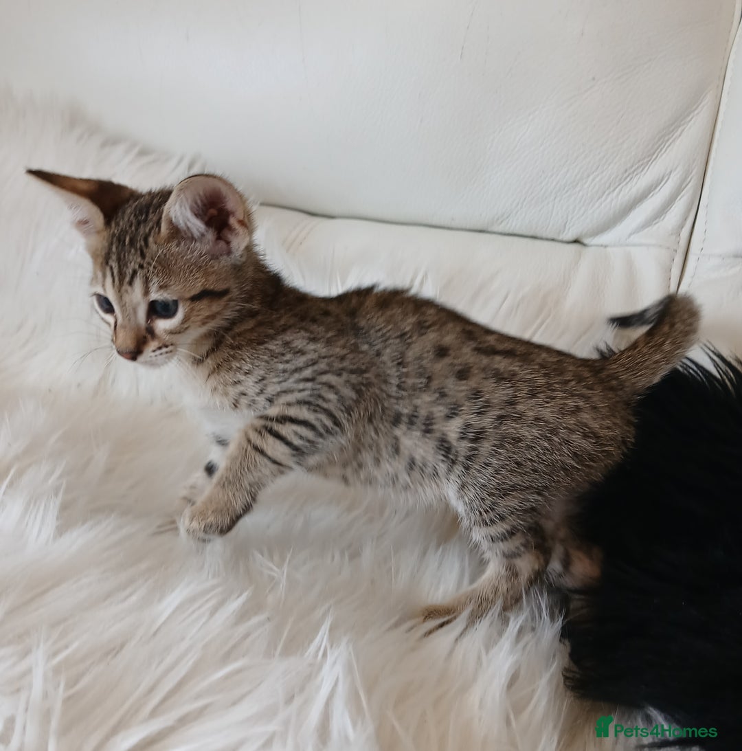 Savannah cats for sale: Stunning  Savannahs - Image 18