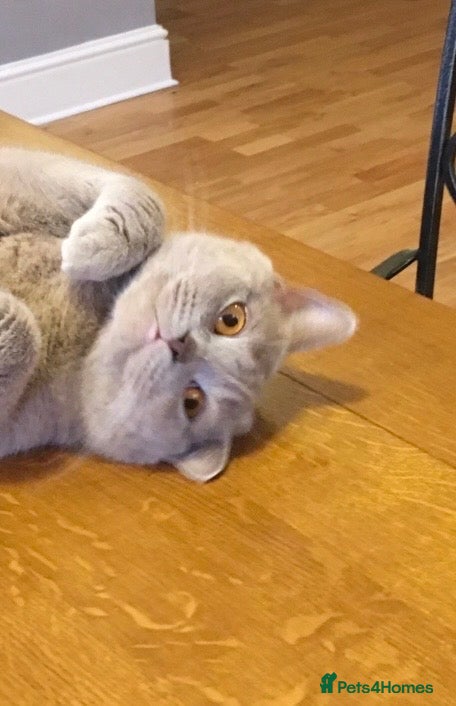 British Shorthair cats for sale: Pedigree British Short Hair kitten  - Advert 2