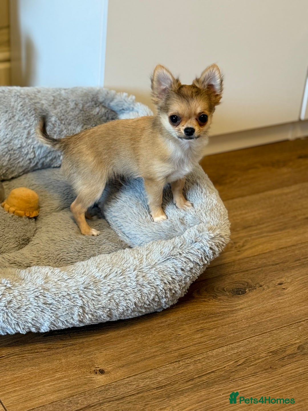 Chihuahua dogs for sale: Last show quality KC long coat Boy  - Advert 36