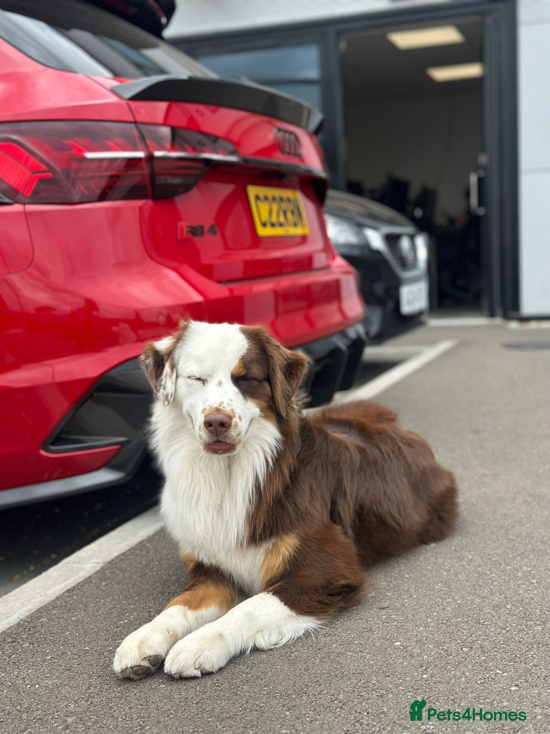 Miniature American Shepherd dogs for stud: Mini American Shepherd for Stud - Advert 5