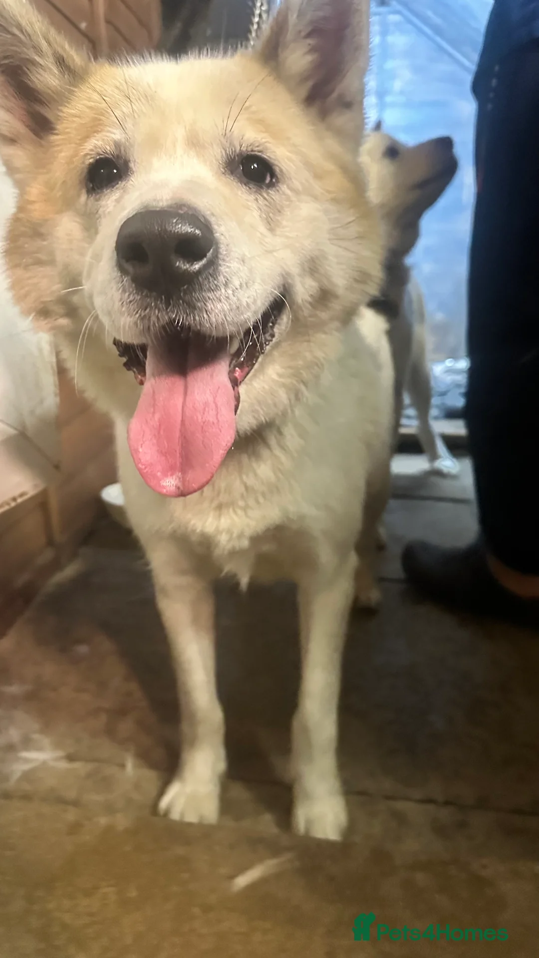 Akita dogs for sale: Akita in need of rehoming  - Advert 6