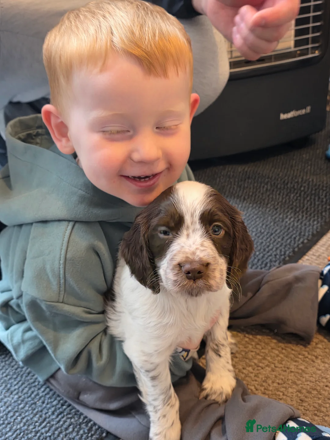 Cocker Spaniel dogs for sale: Choc roan cocker spaniel pups  - Advert 9