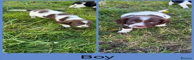 Liver & White Boy