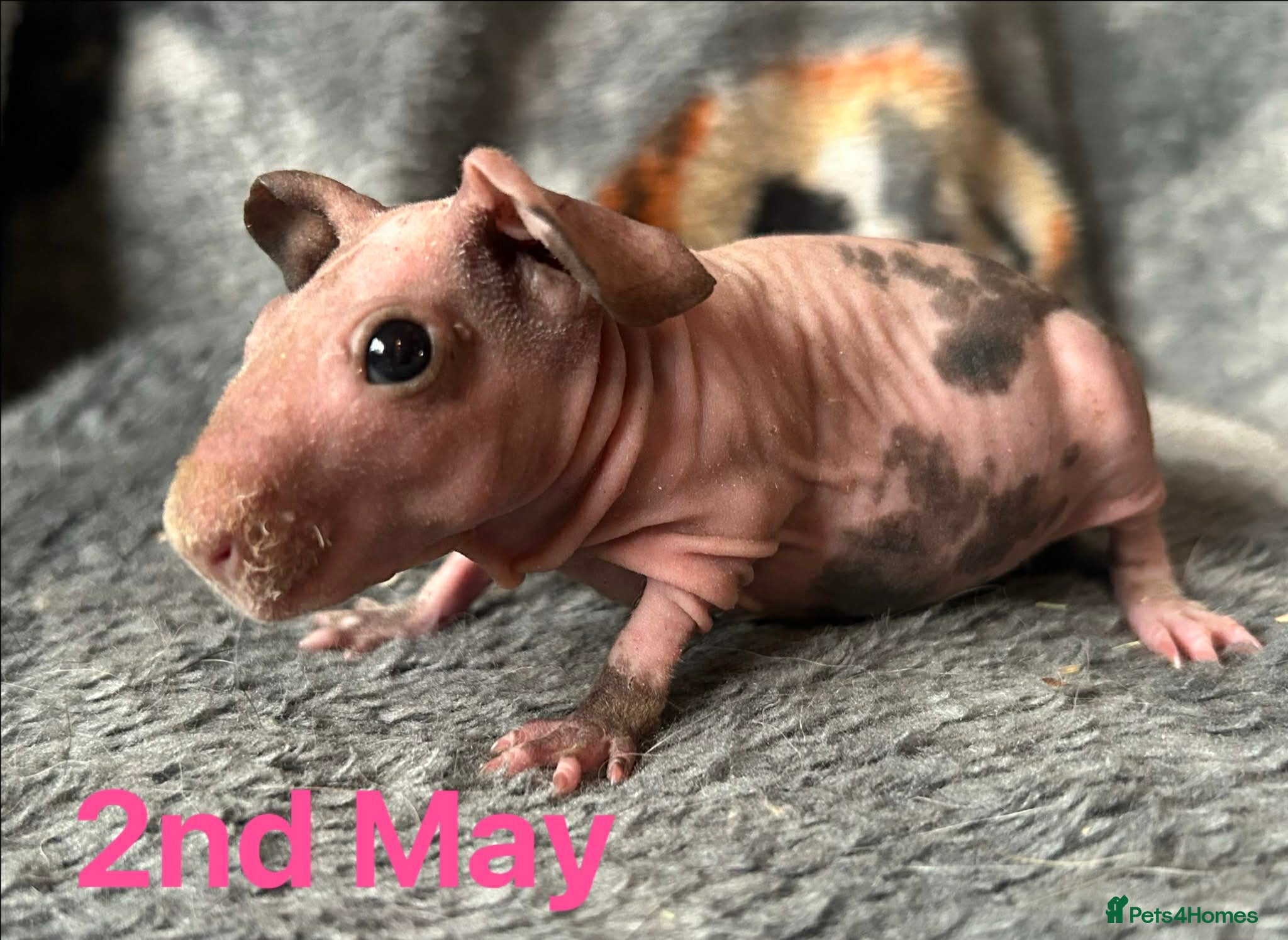 Guinea Pig rodents Skinny Pig Sows.  - Advert 2