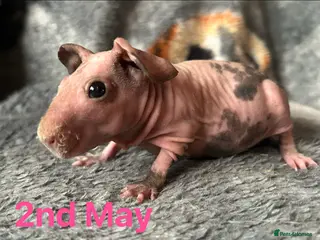 Guinea Pig rodents Skinny Pig Sows. - Advert 2