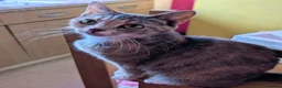 Domestic Shorthair cats for sale: Beautiful kittens. - Advert 1