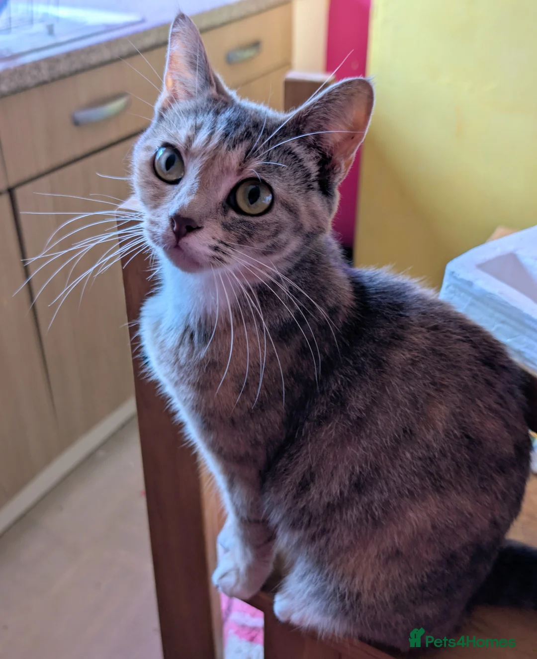 Domestic Shorthair cats for sale: Beautiful kittens. - Advert 1