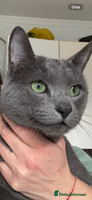 Russian Blue cats Purebred Russian Blue, GCCF-registered - Advert 12