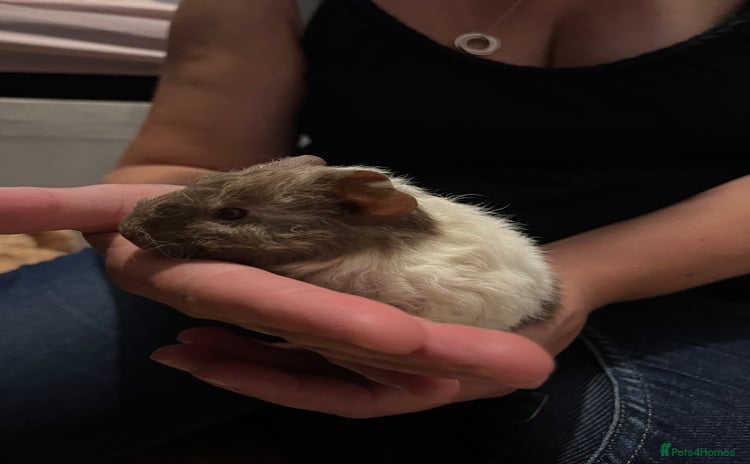 Guinea Pig rodents - Advert 5