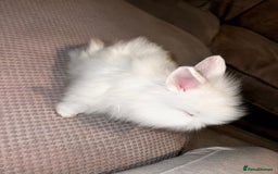 Lionhead rabbits for sale: 2 white double lion head  - Advert 6