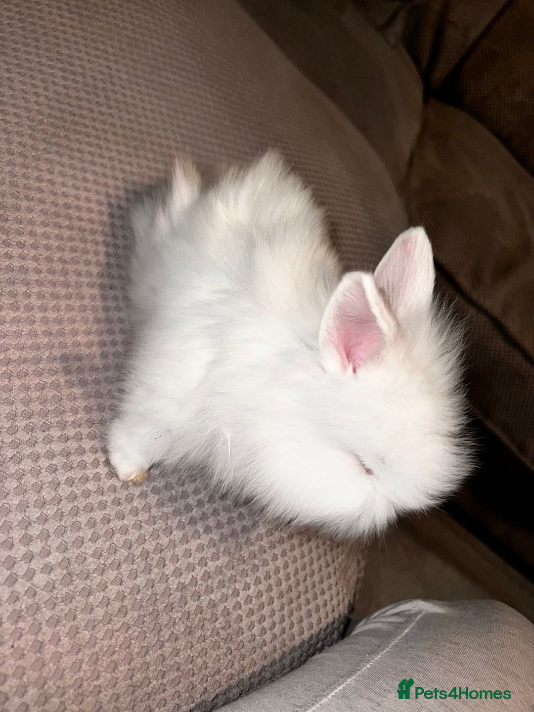 Lionhead rabbits for sale: 2 white double lion head  - Advert 6