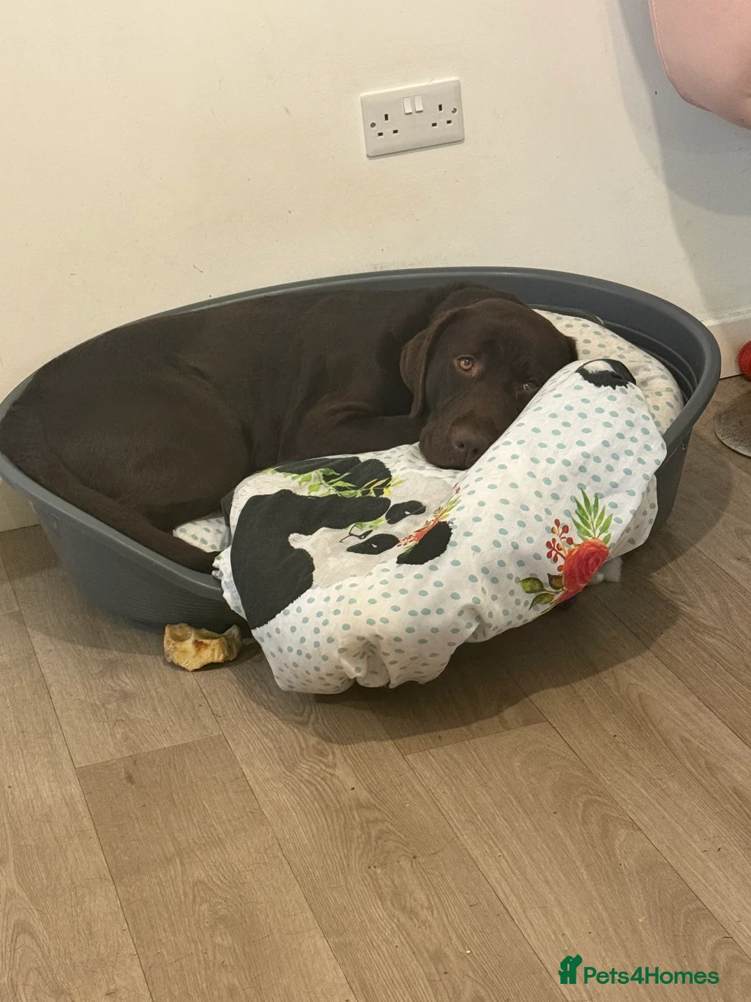 Labrador Retriever dogs for stud: Chocolate lab stud in Whitland - Advert 3