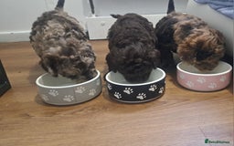 Miniature Poodle dogs for sale: Mini poodle puppies  - Image 4