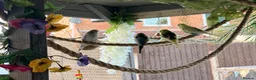 Budgerigars birds for sale: 12 Budgies Available  - Advert 10