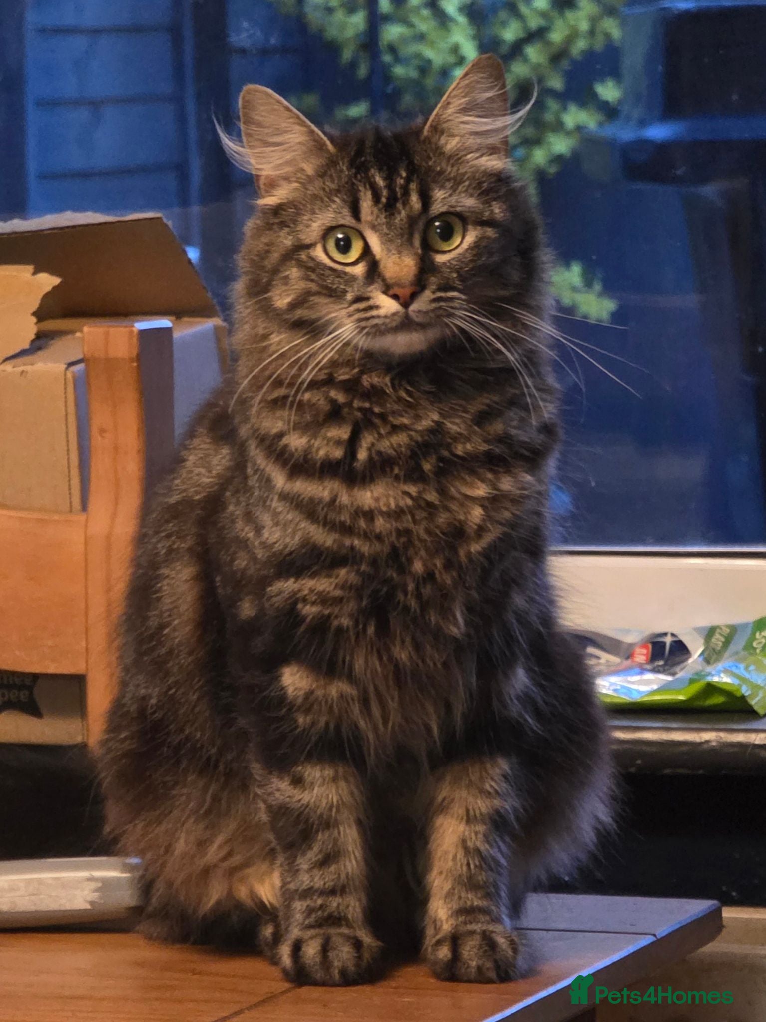 Maine Coon cats Gorgeous main coon cross babies - Advert 10