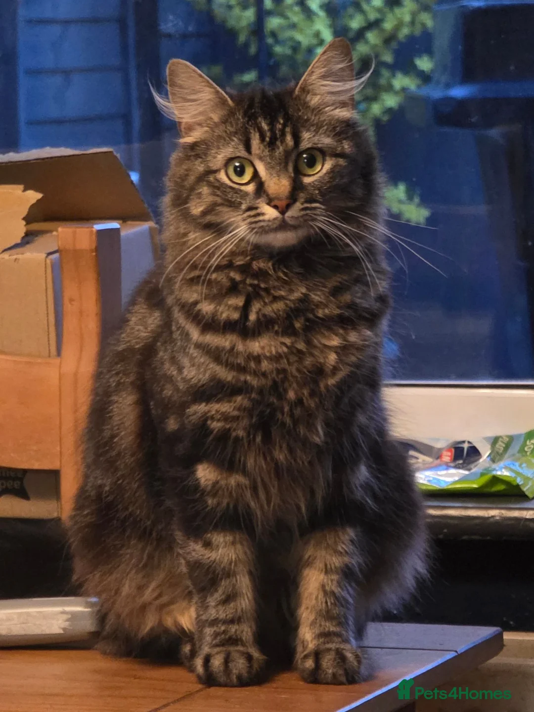 Maine Coon cats for sale: Gorgeous main coon cross babies - Advert 1