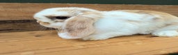 Mini Lop rabbits for sale:  BEAUTIFUL MINI LOP PEDIGREE BUNNIES - Advert 16