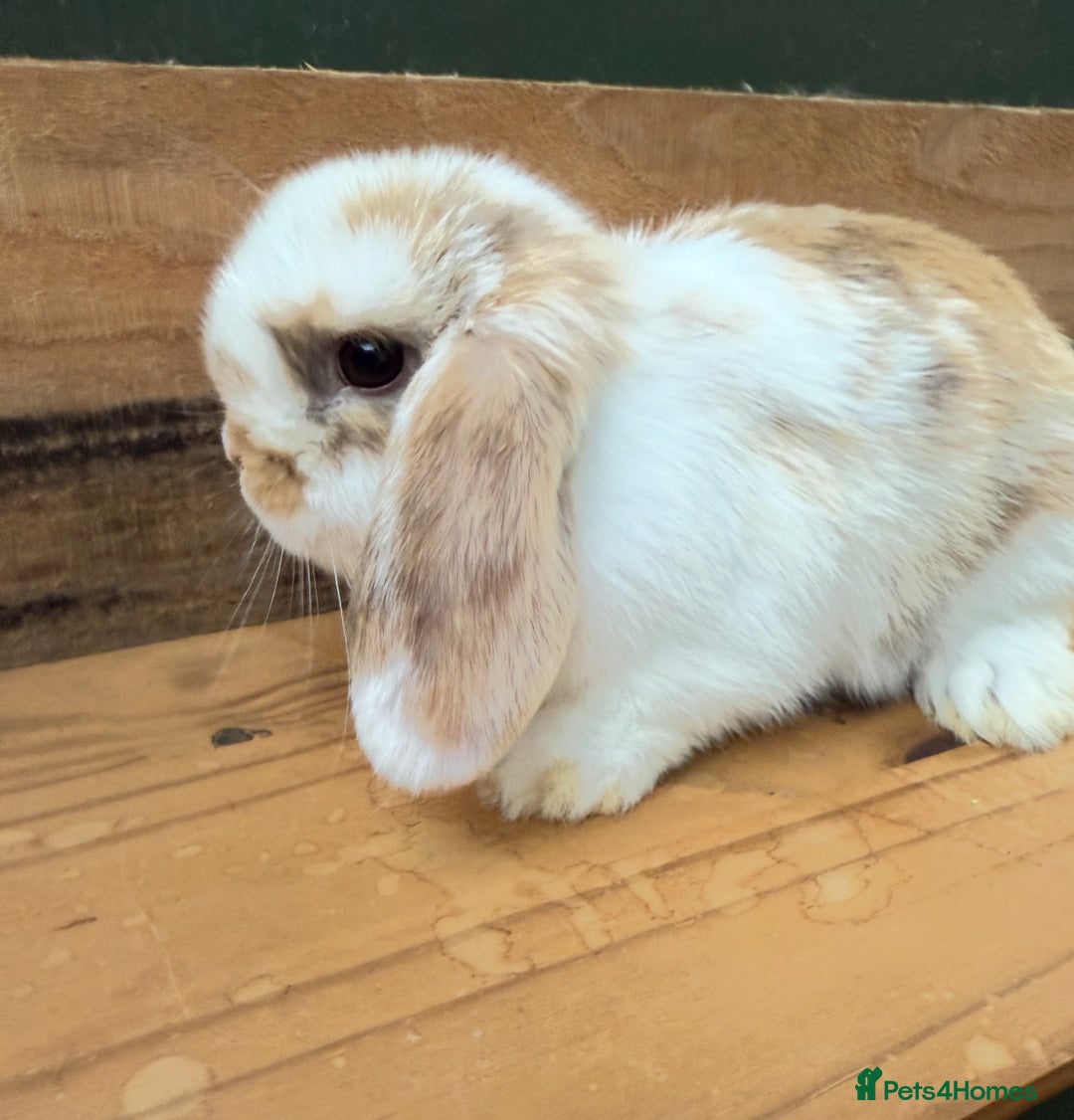 Mini Lop rabbits for sale:  BEAUTIFUL MINI LOP PEDIGREE BUNNIES - Advert 16