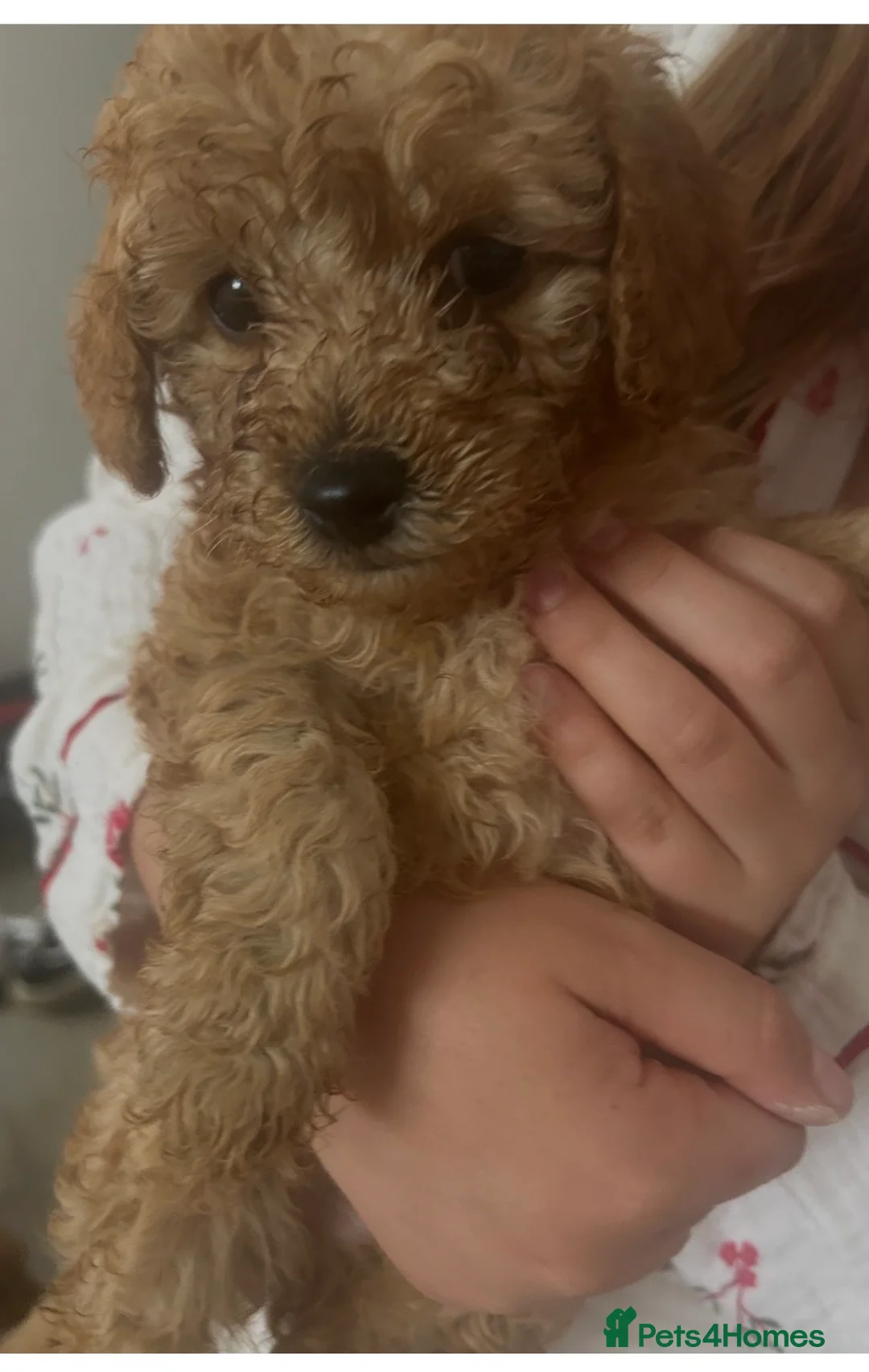 Toy Poodle dogs for sale: Toy poodle puppies  - Advert 2