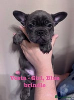 French Bulldog dogs - Advert 13