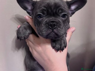 French Bulldog dogs 🐾REDUCED🐾 KC Registered French Bulldog Pups - Advert 11
