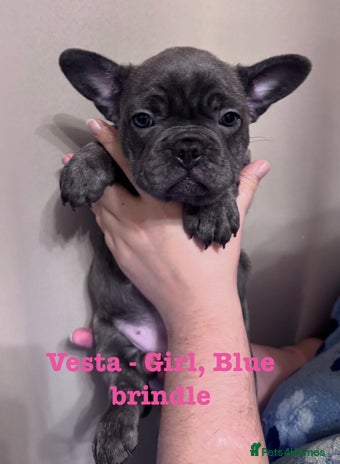 French Bulldog dogs 🐾REDUCED🐾 KC Registered French Bulldog Pups - Advert 11