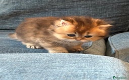 British Longhair cats for sale: Rare Golden Shaded British Longhair Girl Teddy  - Image 25