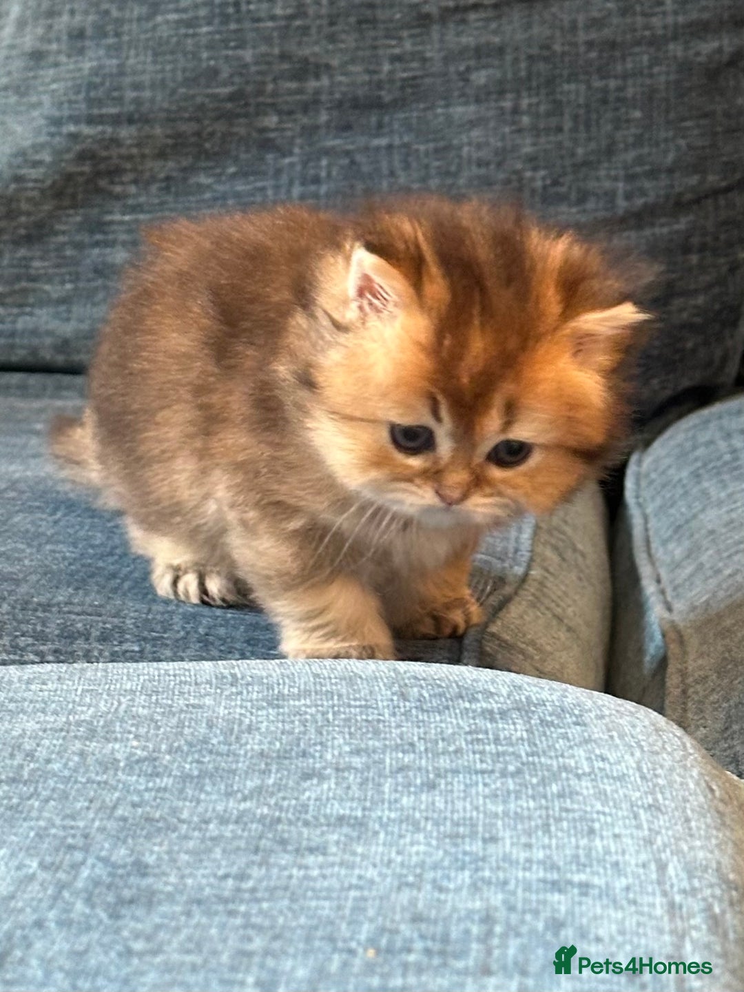 British Longhair cats for sale: Rare Golden Shaded British Longhair Girl Teddy  - Image 25