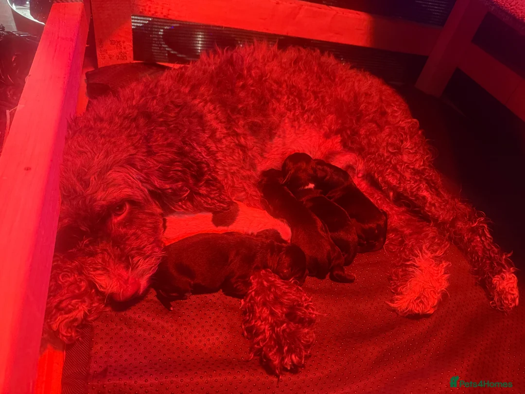 Sproodle dogs for sale: 🐶 Beautiful Sproodle Puppies For Sale 🐶 - Advert 18