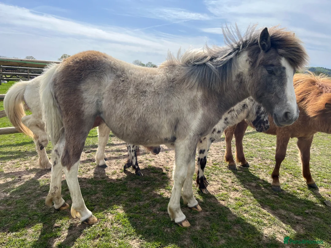Other Breed horses for sale: Dartmoor Hill pony, Filly blue and white - Advert 1