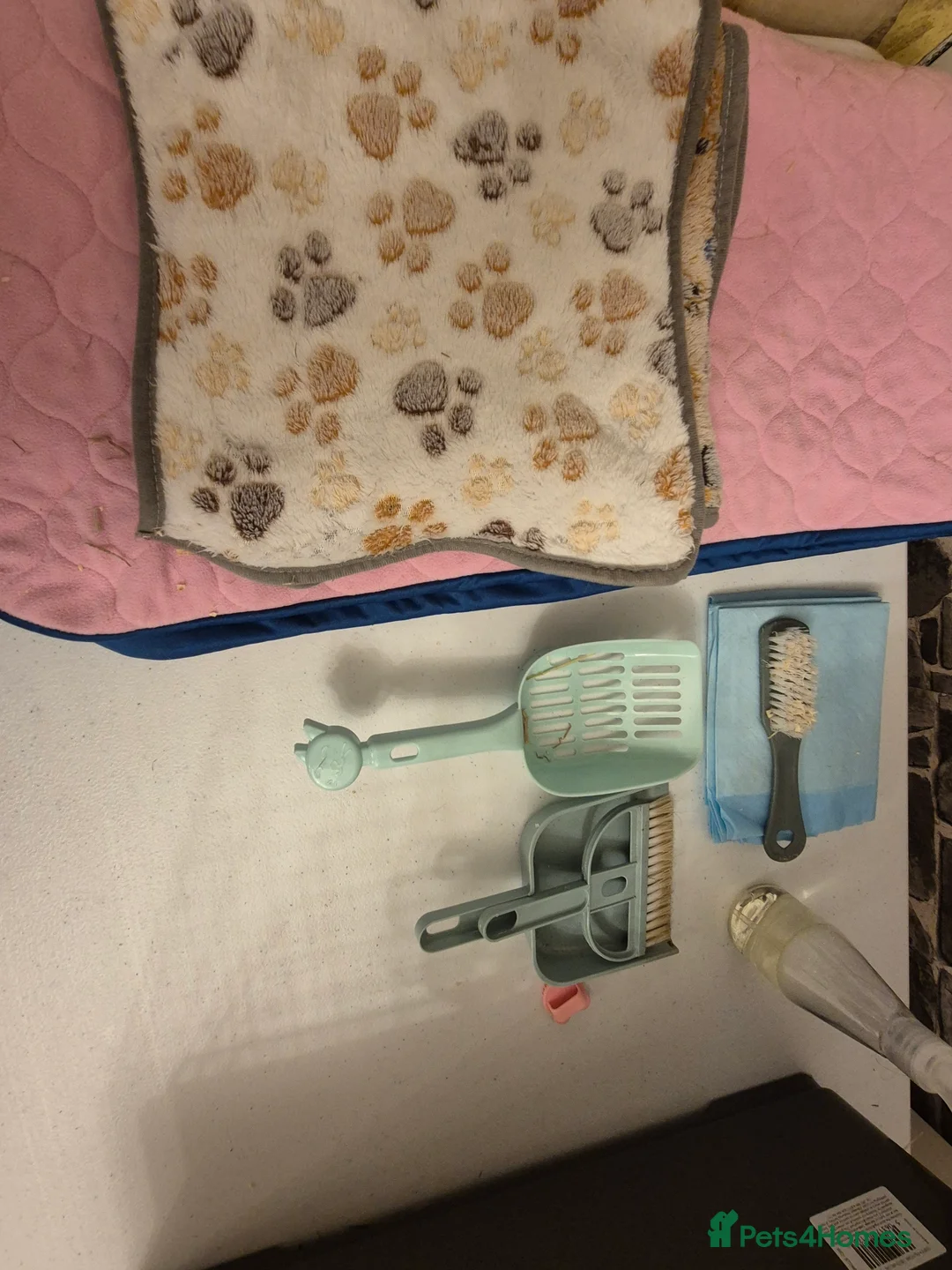 Guinea Pig rodents for sale: Two female guinea pigs 18 weeks old - Advert 5