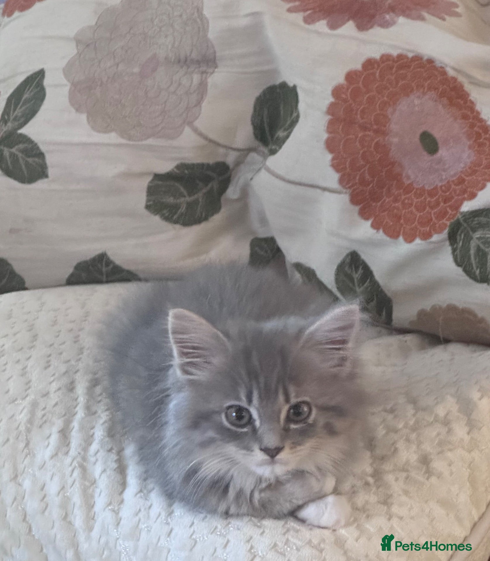 Scottish Fold cats LAST ONE! Beautiful Scottish straight ear girl!!!! - Advert 1