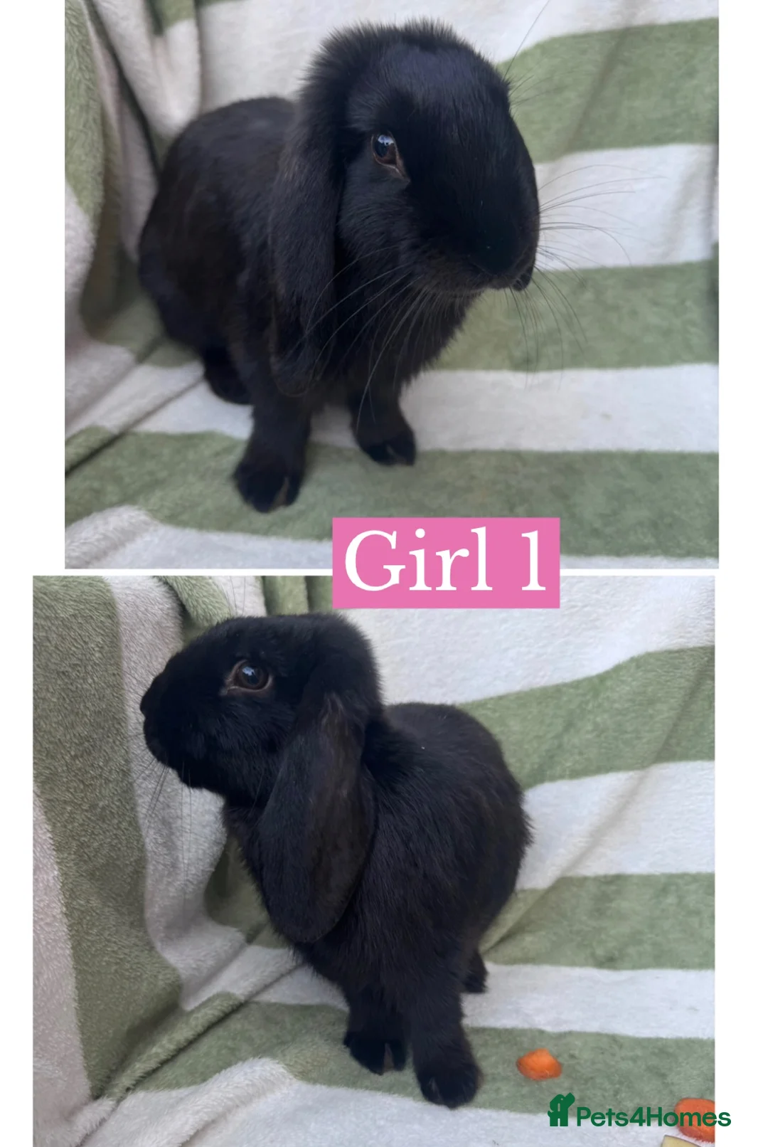 English Lop rabbits for sale: 1 lop rabbit left (girl) ready to leave now! - Advert 1