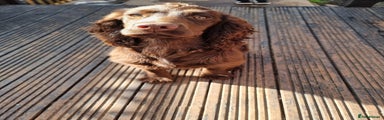 Cocker Spaniel