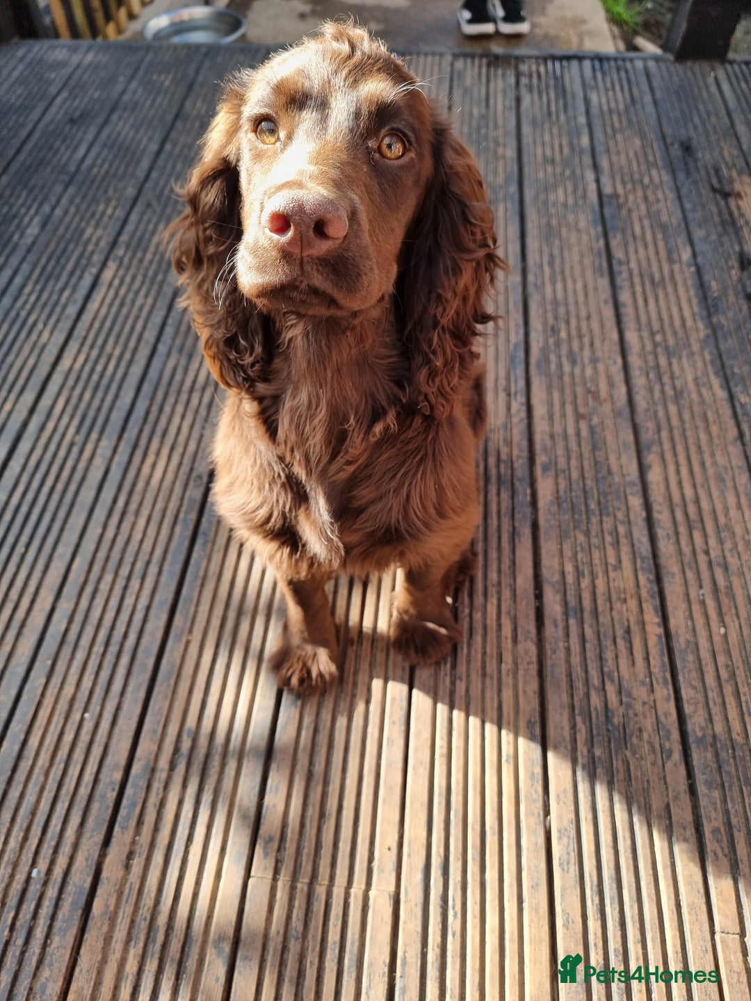 Cocker Spaniel dogs for sale: Kc registered female chocolate cocker spaniel - Advert 8