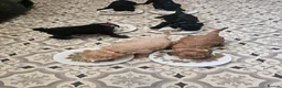 Schnoodle dogs for stud: RARE tri-coloured phantom mini schnoodle - Stud  - Advert 13