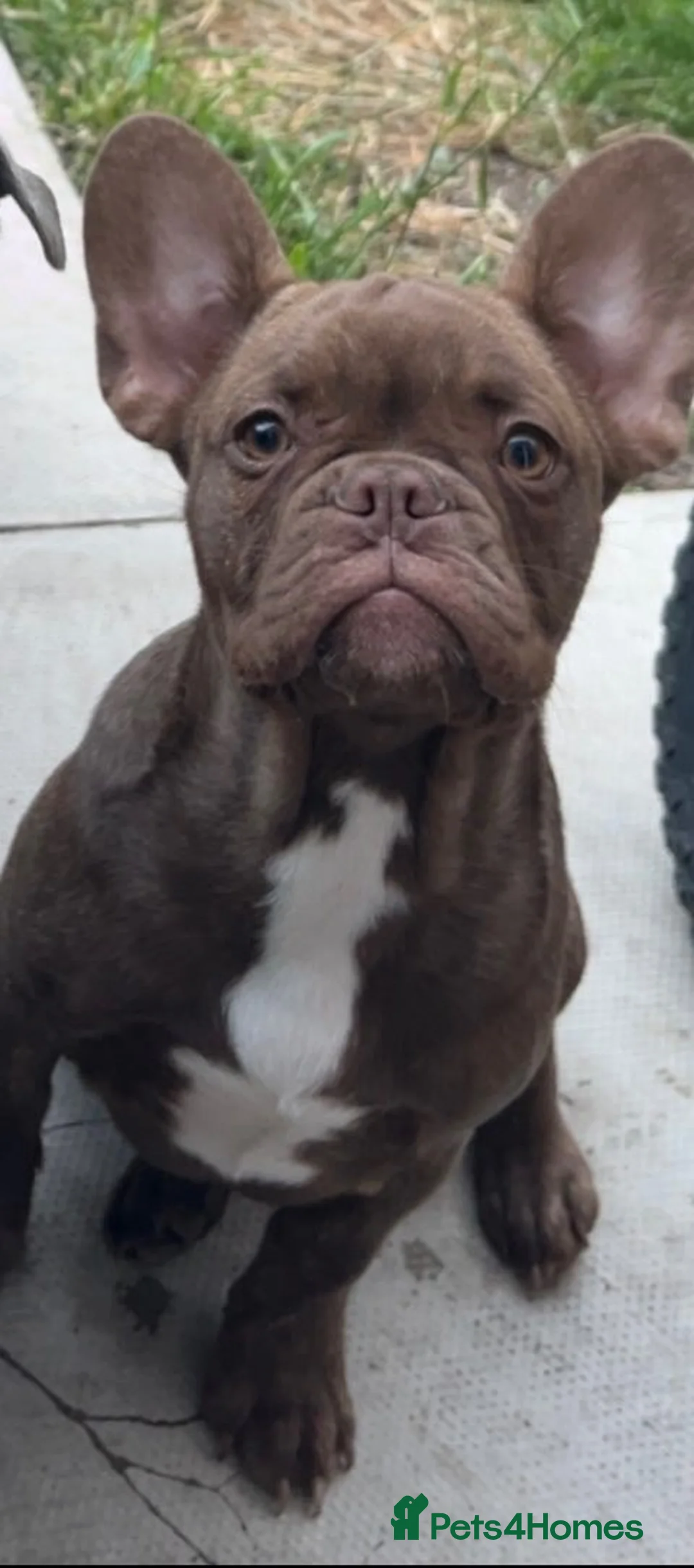 French Bulldog dogs for sale: Chocolate brindle French bulldog - Advert 2