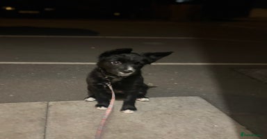 Mixed Breed dogs - Advert 2