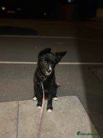 Mixed Breed dogs - Advert 2