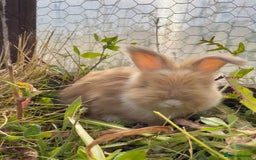 Angora rabbits for sale: Pedigree Full Faced & Maxi Faced English Angoras - Image 22