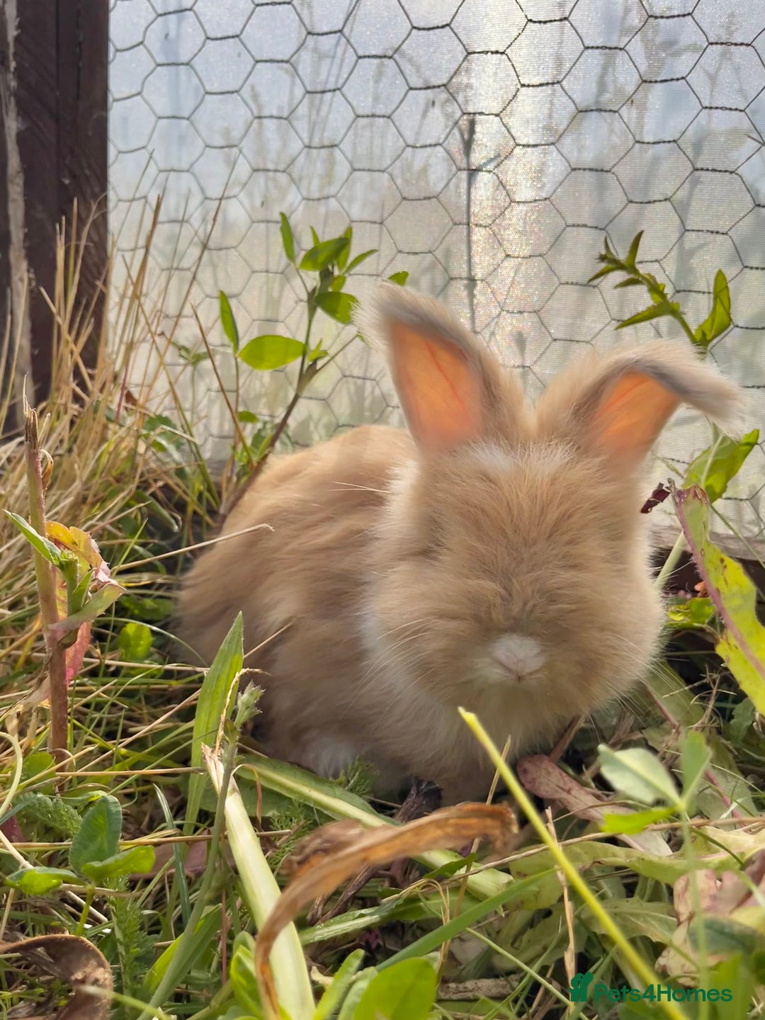 Angora rabbits for sale: Pedigree Full Faced & Maxi Faced English Angoras - Image 22