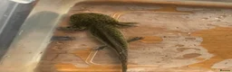 Axolotl reptiles for sale: Baby Axolotls  in Colchester - Advert 4