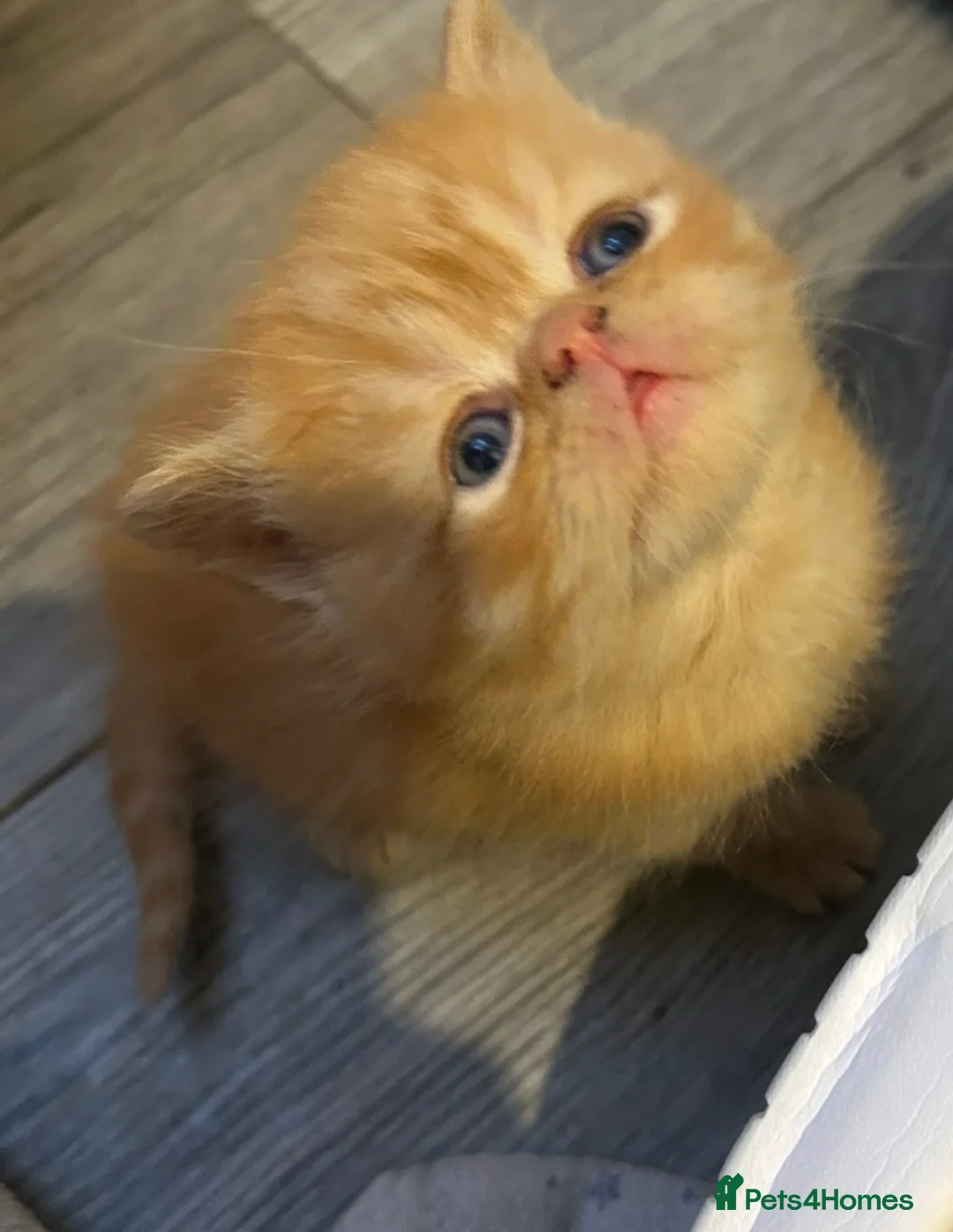 Persian cats for sale: Beautiful Persian baby’s  - Advert 2