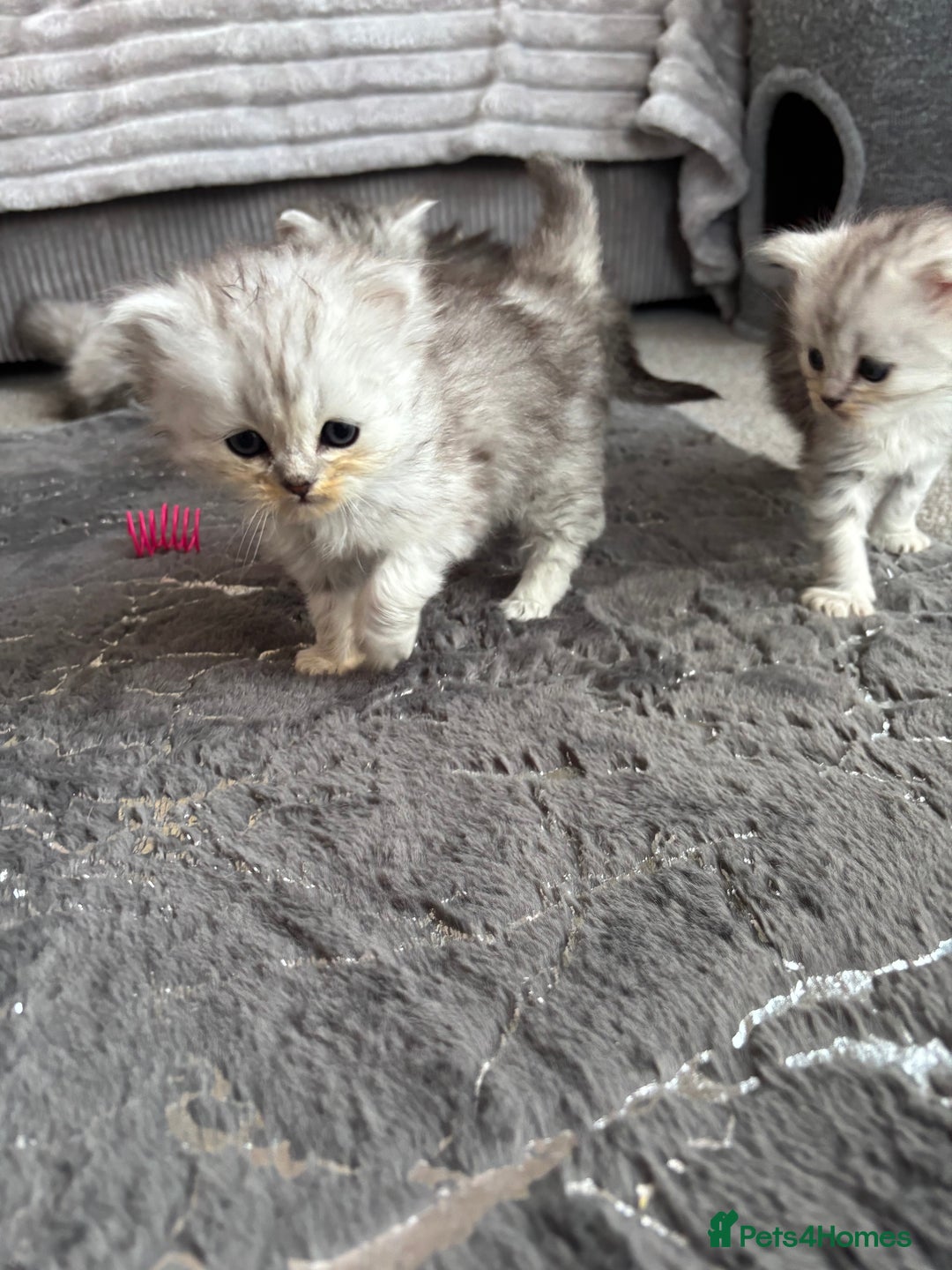 Maine Coon cats for sale: Maincoon / Persian babies looking for laps  - Advert 22