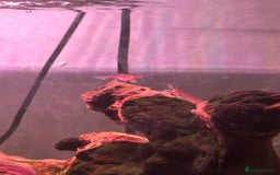 Shrimps fish for sale: Red cherry shrimp - Image 3