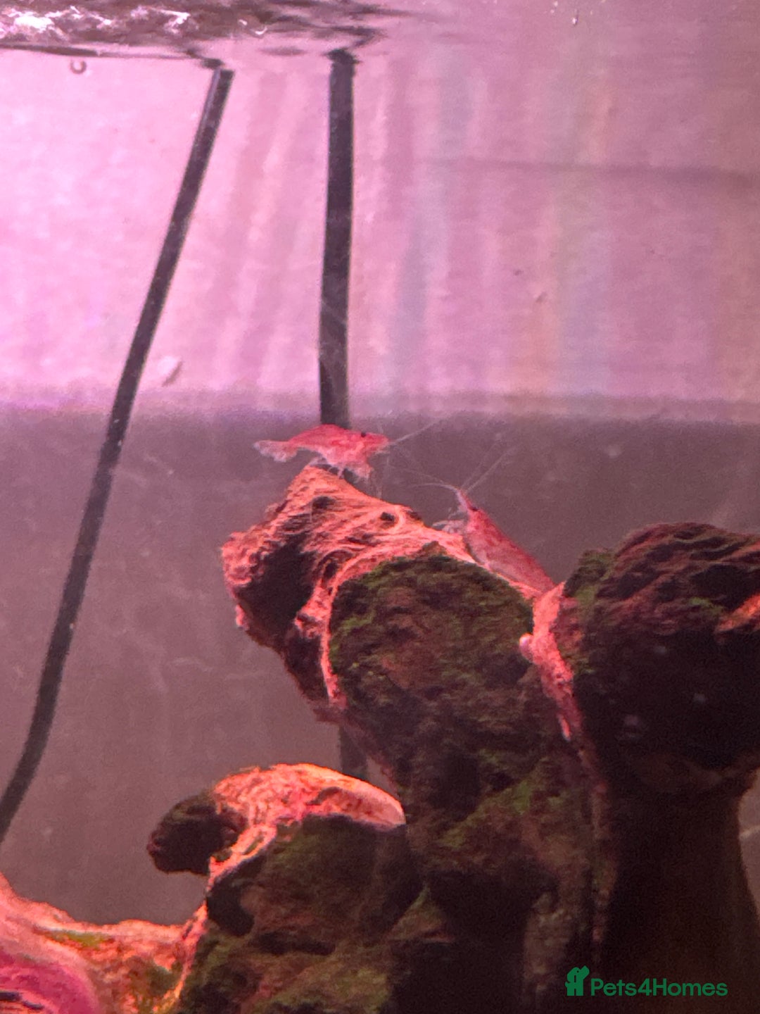 Shrimps fish for sale: Red cherry shrimp - Image 3