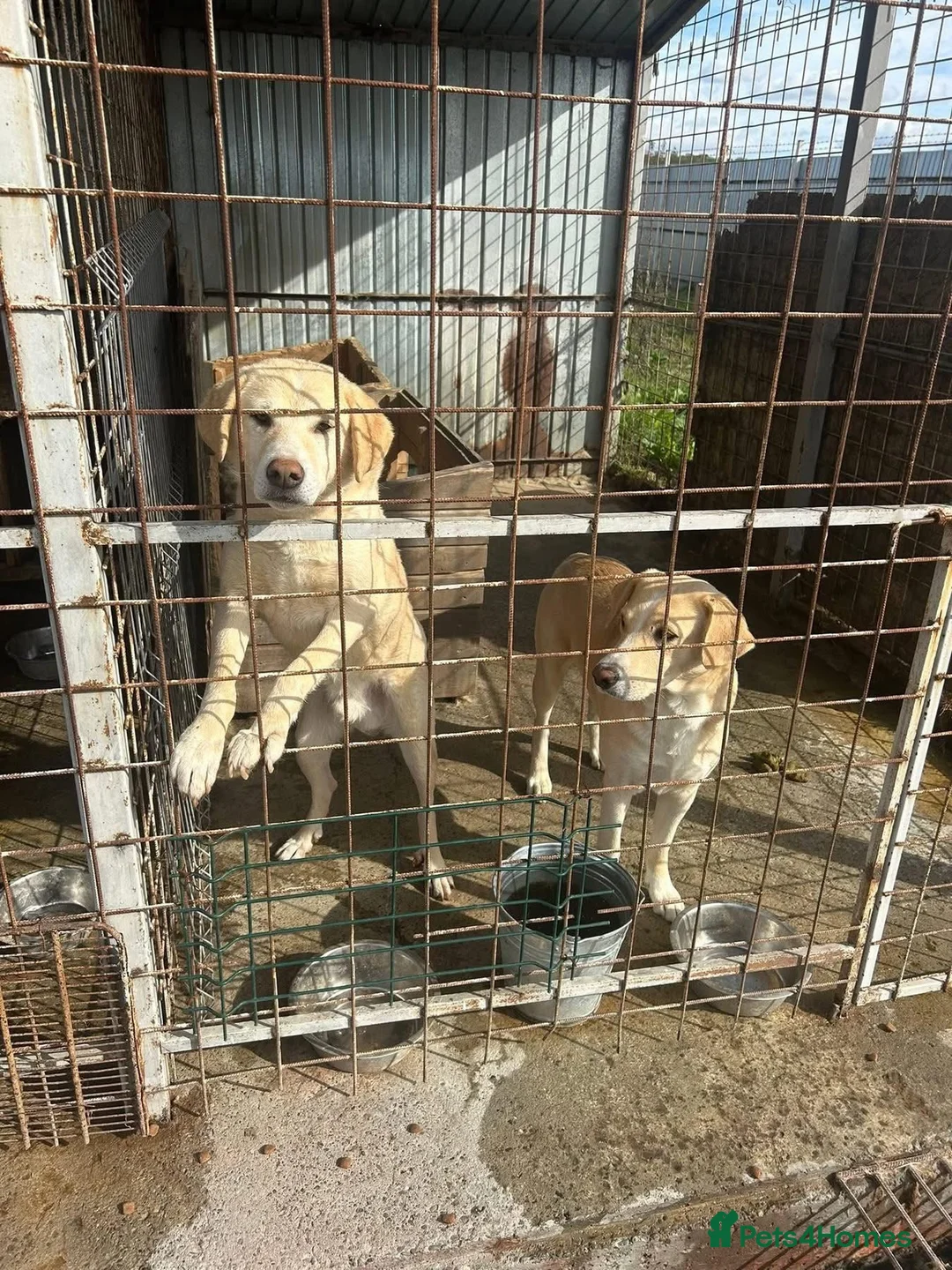 Golden Retriever dogs for adoption: Ralph - Norwich Norfolk  - Advert 21