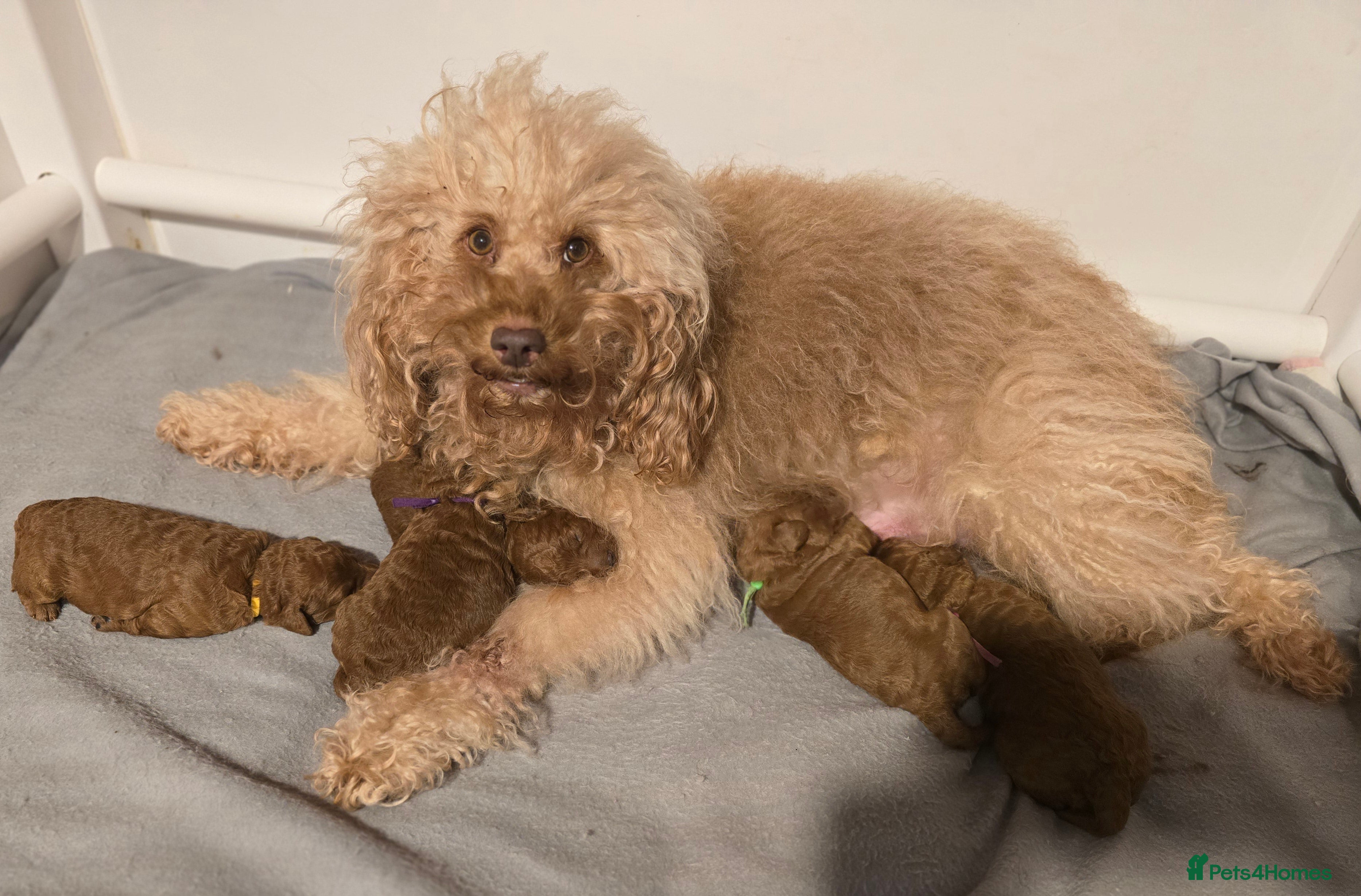 Labradoodle dogs Rare deep red labradoodles, absolutely stunning 😍 - Advert 1