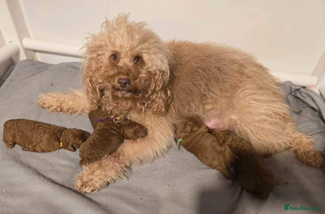 Labradoodle dogs for sale: Rare deep red labradoodles, absolutely stunning 😍 - Advert 7